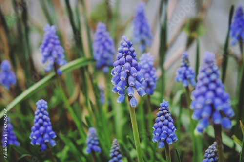 Clusters of tiny bell shaped blue flowers of the grape hyacinth.