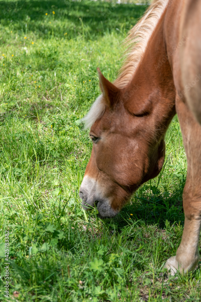 Fototapeta premium Horse eating grass