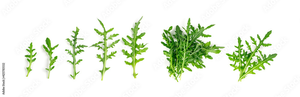 Obraz premium Arugula, Arugula, Ruccola Leaves, Rucola, Eruca or Roquette Salad