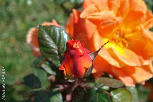 Red rose with green background