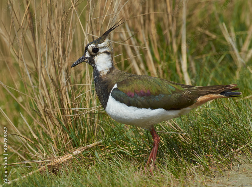 lapwing in natural habitat in spring (vanellus vanellus) lapwing in natural habitat in spring (vanellus vanellus)