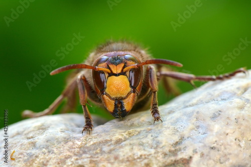 wild wasp in natural habitat (vespa cabro)