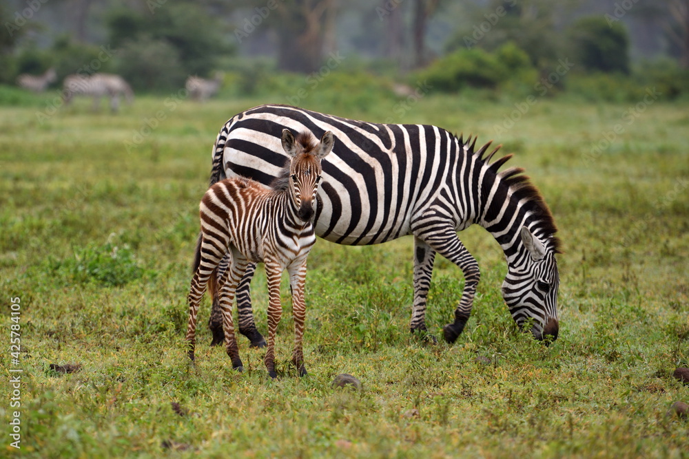 Zebra in Serengeti National Park, Tanzania, East Africa Zebra in Serengeti National Park, Tanzania, East Africa