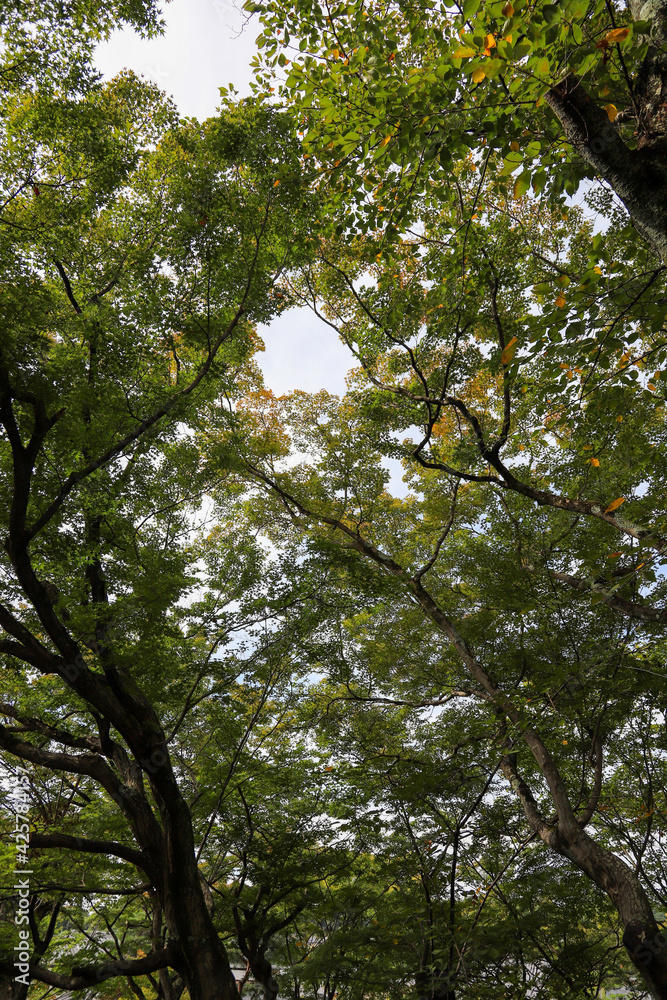 Obraz premium 緑に覆われた京都の寺院の境内