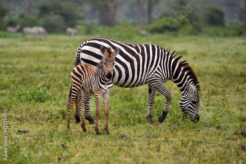 Zebra in Serengeti National Park  Tanzania  East Africa