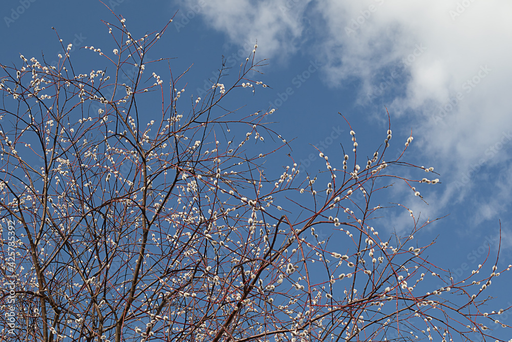 Willow branch on the background of the spring sky. Willow branch on the background of the spring sky.