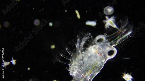 Under the microscope timelapse of underwater plankton, large crustacean zooplankton predator hunting for smaller prey species photo