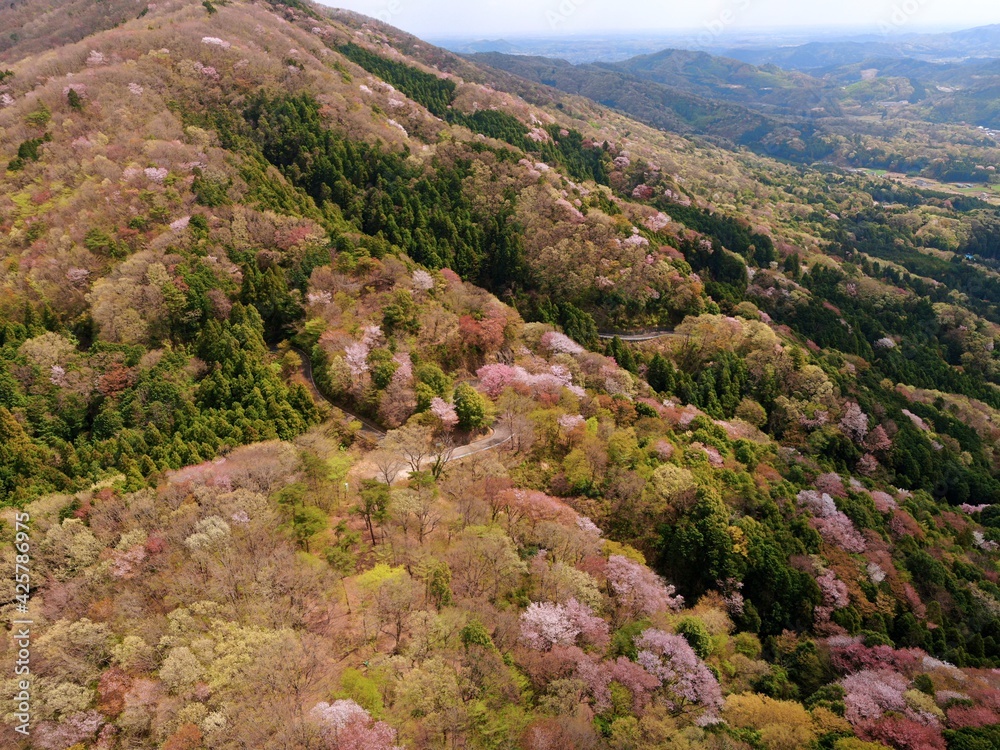 Fototapeta premium 高峰山の山桜(茨城県桜川市)