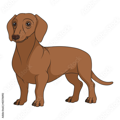 Color illustration with brown  redhead dachshund dog. Isolated vector object on white background.