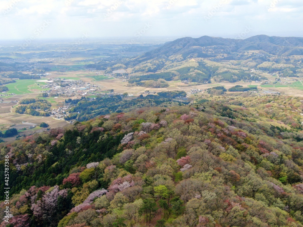 高峰山の山桜(茨城県桜川市) 高峰山の山桜(茨城県桜川市)