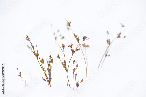 close up plants in snow field. Winter landscape detail scene in meadow rural area. Macro decorative wild flowers minimalistic background.