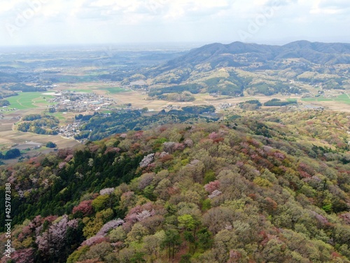 高峰山の山桜（茨城県桜川市）