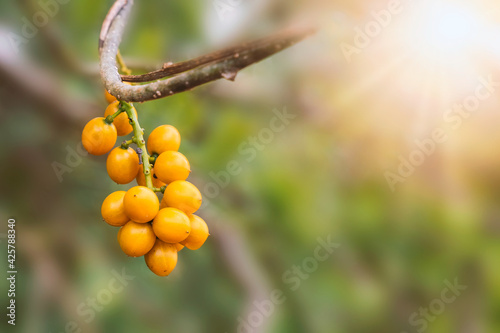 Yellow fruits of heart-leaved moonseed or Tinospora cordifolia. Yellow tropical fruits. Asian wild fruits. photo