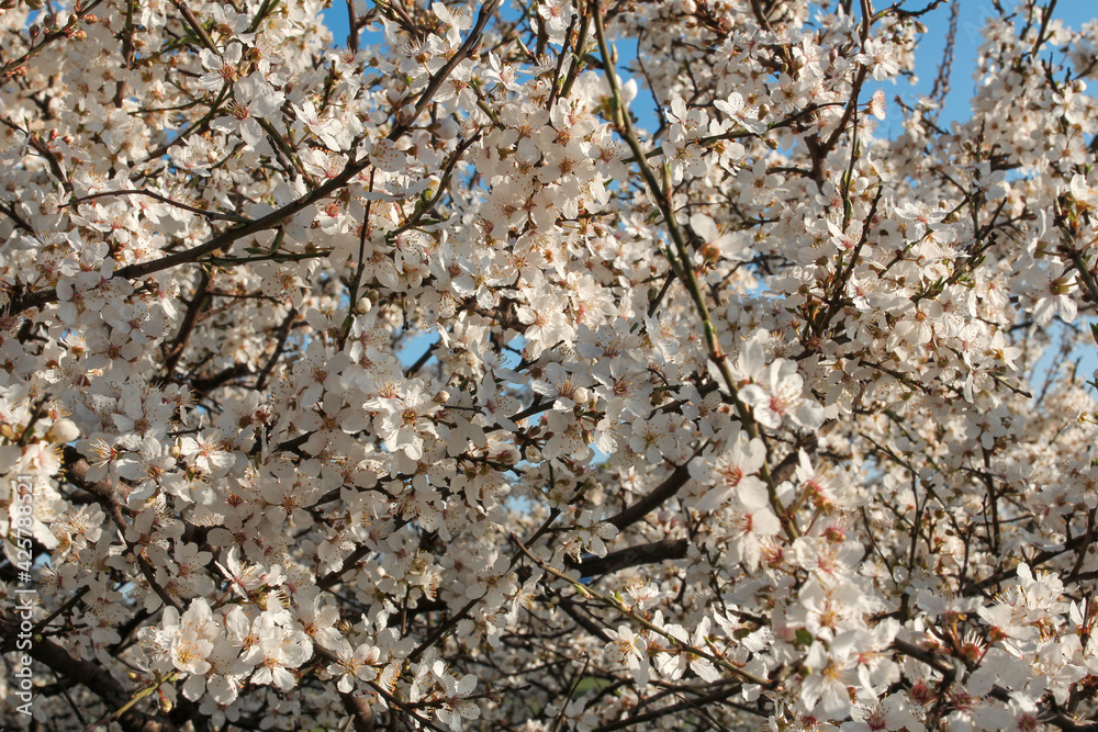 beautiful spring blooming cherry tree against blue sky beautiful spring blooming cherry tree against blue sky