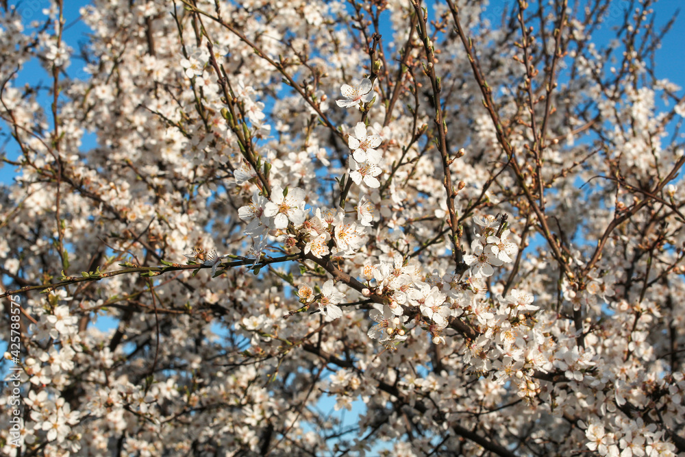 beautiful spring blooming cherry tree against blue sky beautiful spring blooming cherry tree against blue sky