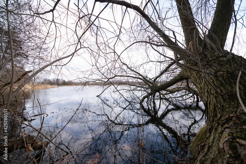 Teich, Ufer, Baum