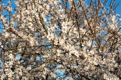 beautiful spring blooming cherry tree against blue sky