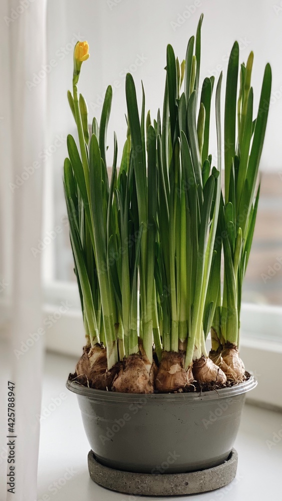 Fototapeta premium Hello spring. Waiting for spring. Home interior easter decoration. Yellow blooming daffodils. Spring background space for text