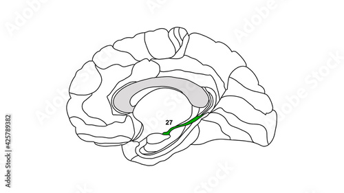 Sagittal isolated Brain Brodmann area region of the cerebral cortex with numbers on white background photo