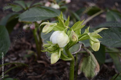 Closeup helleborus orientalis Crown White Spotted known as Lenten rose in early spring garden