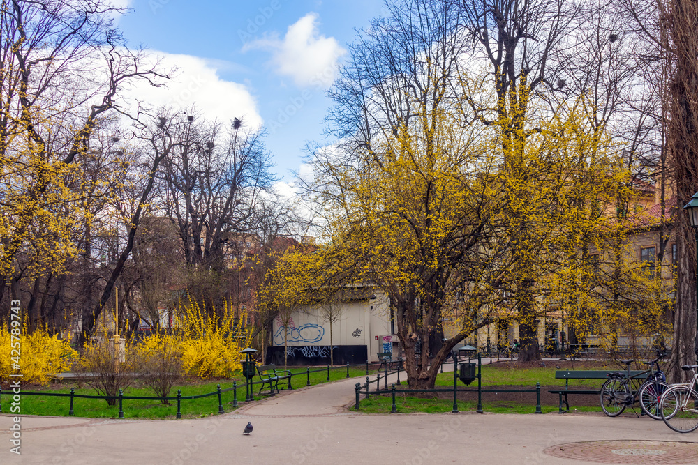 spring Poland Krakow city park city center, alley with bright yellow flowering trees, green grass, against the blue sky.