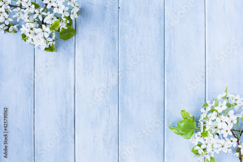 Flowering spring pear or apple blossoms over a blue rustic background with free space for text.
