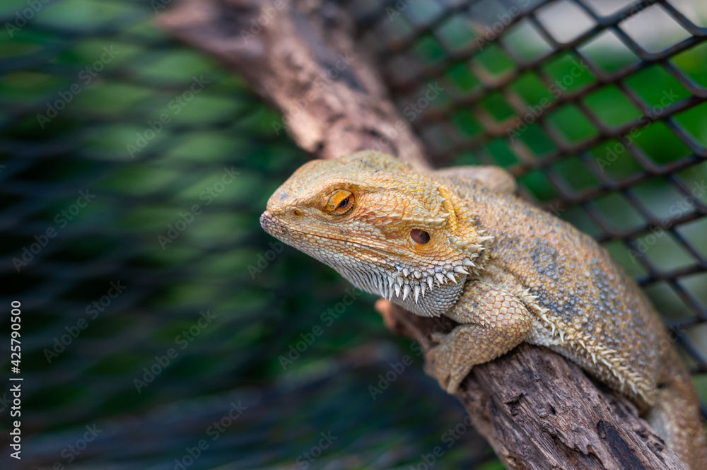 Obraz premium Close up Iguana (also known as Common or American iguana) on blurred background.Iguana is a genus of herbivorous lizards that are native to tropical areas of Mexico,America,and the Caribbean.