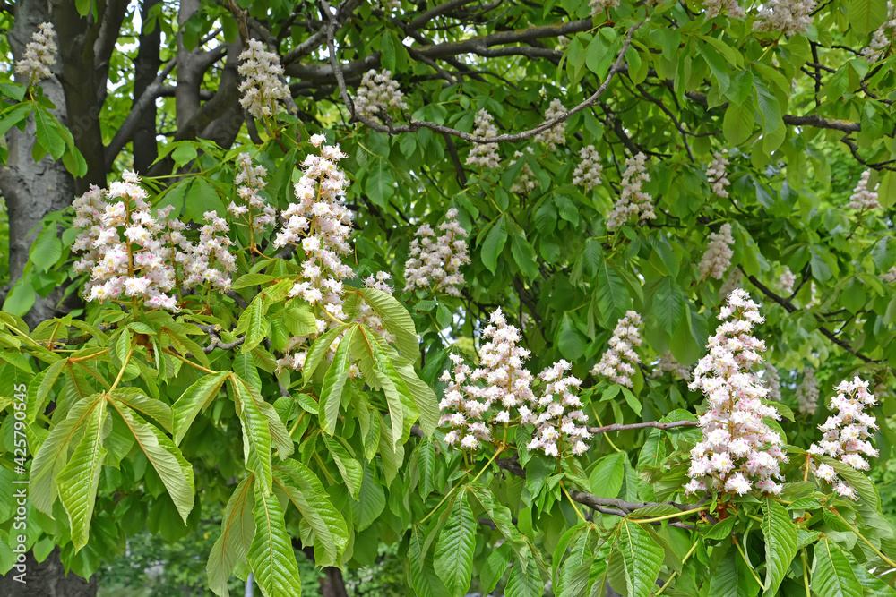 Flowering horse chestnut common (Aesculus hippocastanum L.)