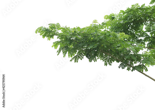 green leaf on white background © naiauss
