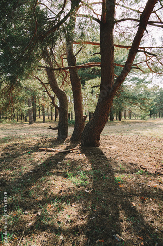 Forest landscape. Trees in the forest. 