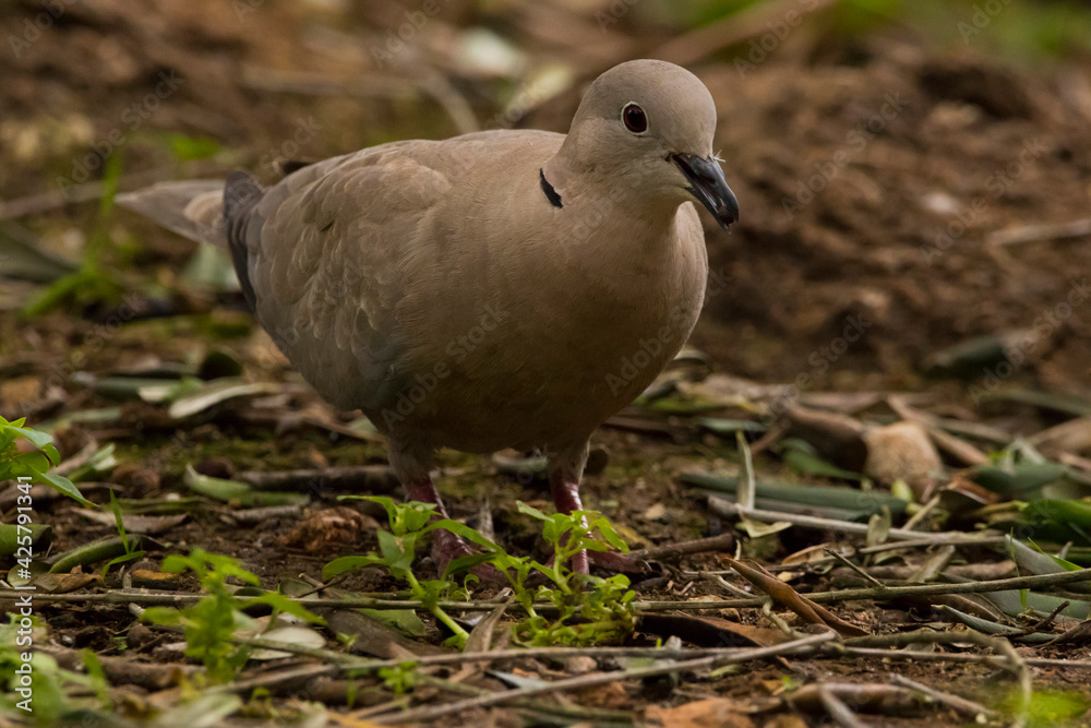 Obraz premium dove