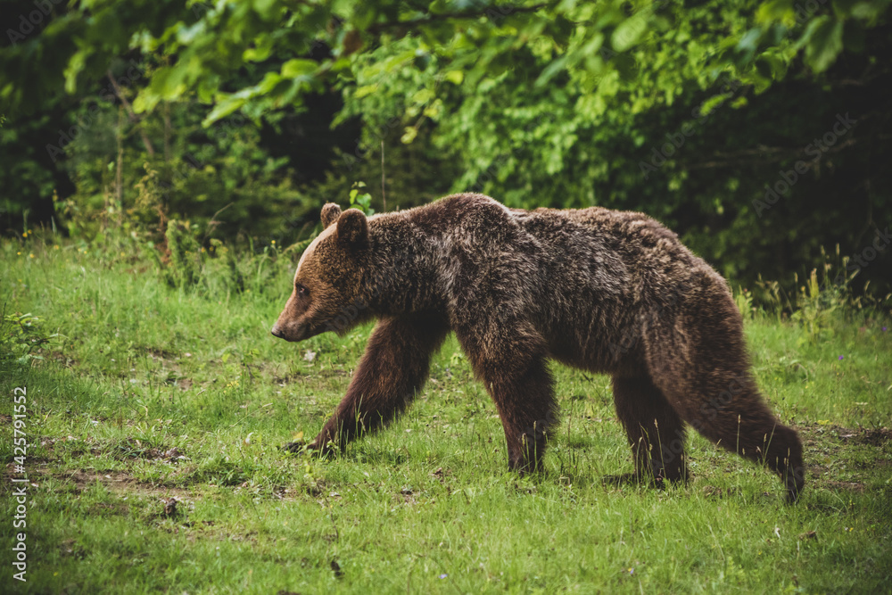 Shot of a brown bear in the Carpathian mountains