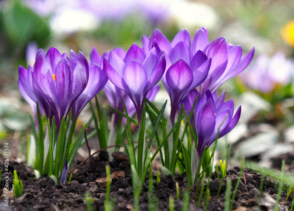 Violet crocuses blooming in early spring Violet crocuses blooming in early spring