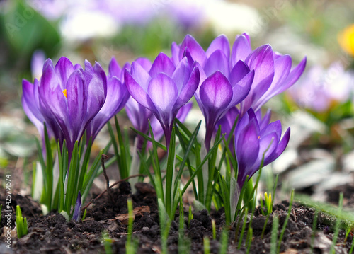 Fototapeta Naklejka Na Ścianę i Meble -  Violet crocuses blooming in early spring