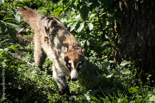 White-nosed coati walks through nature on a sunny day. Nasua narica treads carefully in front of prey. Coatimundi in a wooded environment. White-nosed coatis inhabit wooded areas photo