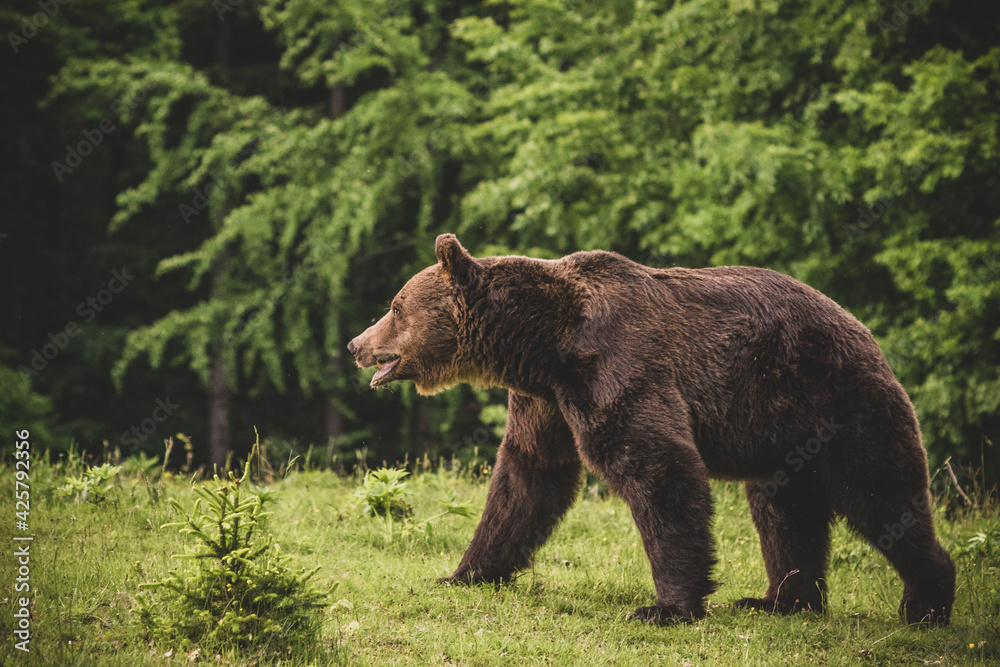 Shot of a brown bear in the Carpathian mountains