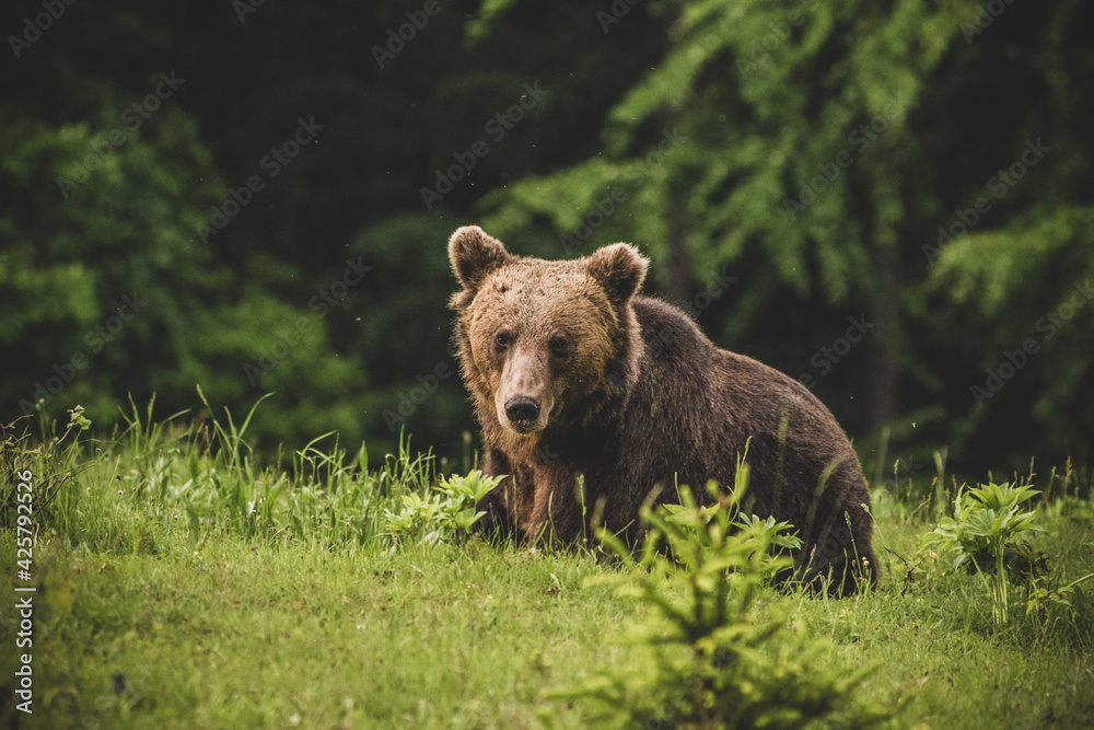 Shot of a brown bear in the Carpathian mountains Shot of a brown bear in the Carpathian mountains