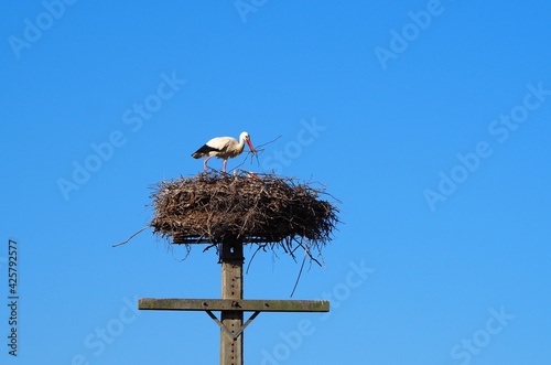 cigüeñas preparándose para recibir para recibir a los nuevos miembros de la familia,  color blanco, negro y rojo, pico y patas largos,  lérida, españa, europa photo