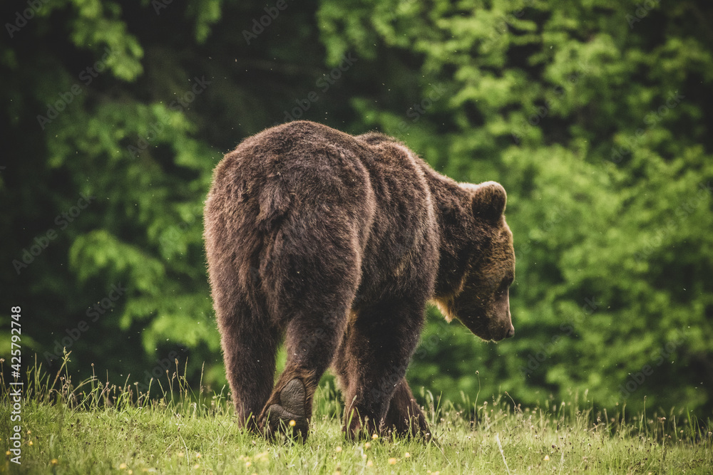 Shot of a brown bear in the Carpathian mountains Shot of a brown bear in the Carpathian mountains