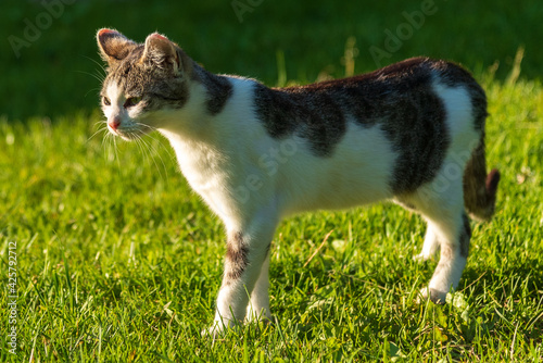 Domestic cat outside on the grass