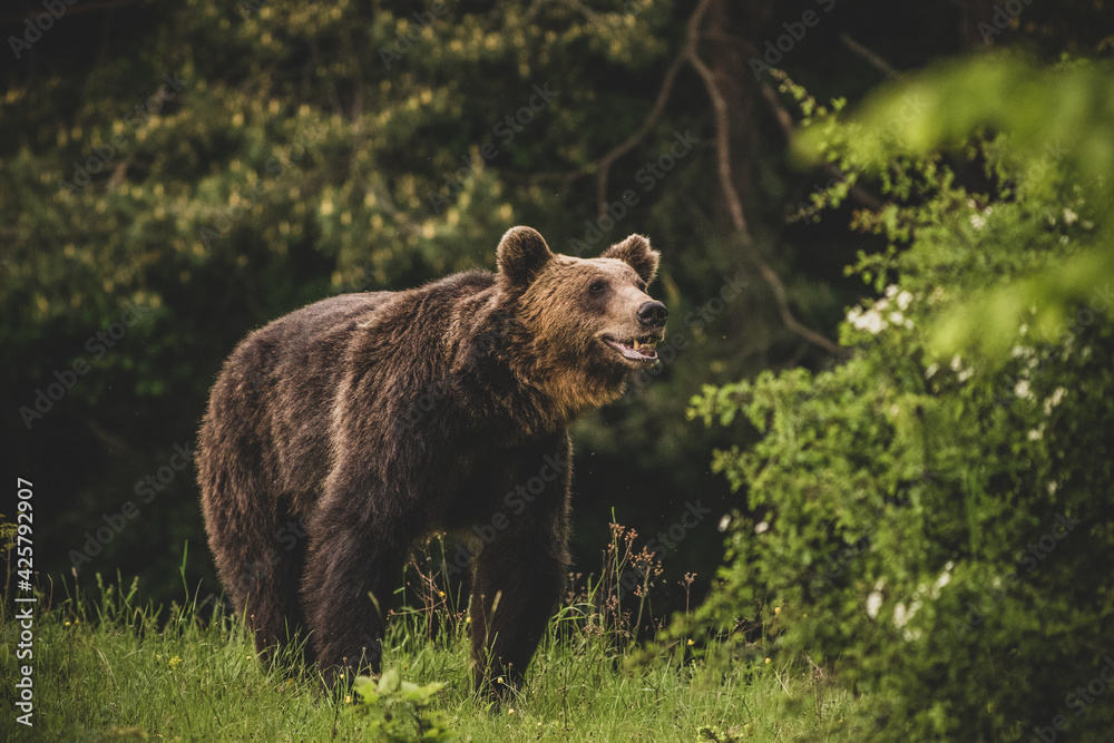 Shot of a brown bear in the Carpathian mountains