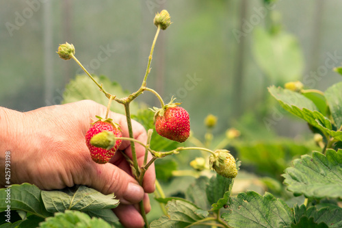 Close-up farmer hand holding growing organic natural ripe red strawberry checking ripeness for picking hatvest. Tasty juice healthy berries plantation. Agricultural plant food business photo