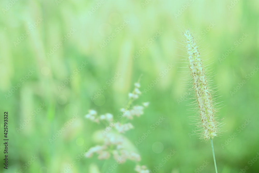 Soft and warm early morning light on grass flower in fresh air of spring time. A cool toned image for a warm welcome of spring and summer. Calm and peaceful environmental earth concept. Soft and warm early morning light on grass flower in fresh air of spring time. A cool toned image for a warm welcome of spring and summer. Calm and peaceful environmental earth concept.