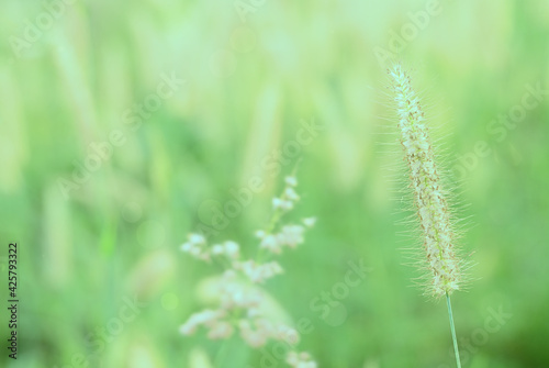 Soft and warm early morning light on grass flower in fresh air of spring time. A cool toned image for a warm welcome of spring and summer. Calm and peaceful environmental earth concept.