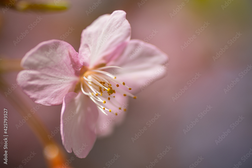 Fototapeta premium 河津桜の近影