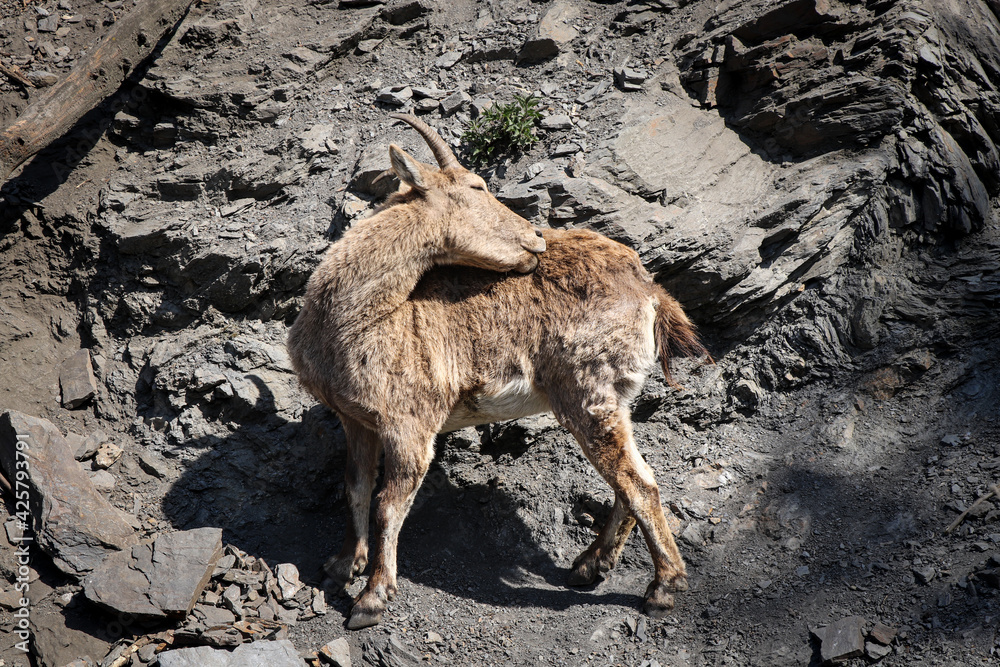 Alpine mountain sniff and climber Alpine ibex scratches and washes dirty hair at the same time. Four-legged professional rock climber - Capra ibex Alpine mountain sniff and climber Alpine ibex scratches and washes dirty hair at the same time. Four-legged professional rock climber - Capra ibex