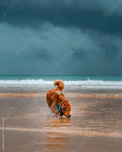 Golden Retirever And Bulldog Beach Funny
