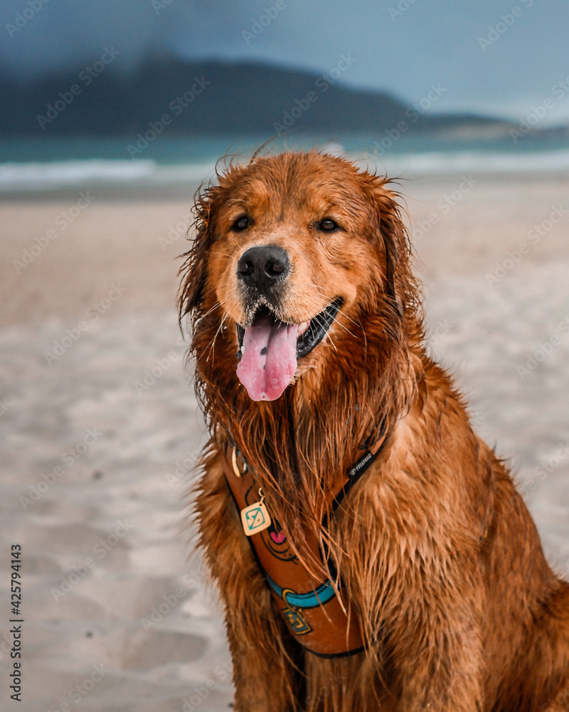 Golden Retirever And Bulldog Beach Funny
