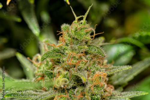 Detail of a White Widow Cannabis plant
