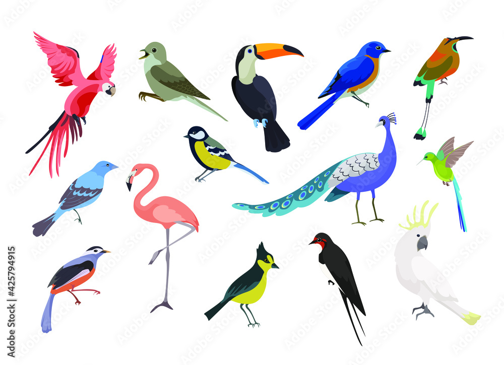 Fototapeta premium A collection of colorful birds .Seasonal and tropical birds. Vector illustration on a white background.Beautiful realistic birds. Exotic birds. Drawings for design and magazines.